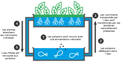 Aquaponie-shema-cueillette-urbaine