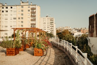 forest-bed-photo-cueillette-urbaine