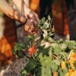 Potagers-participatifs-cueillette-urbaine