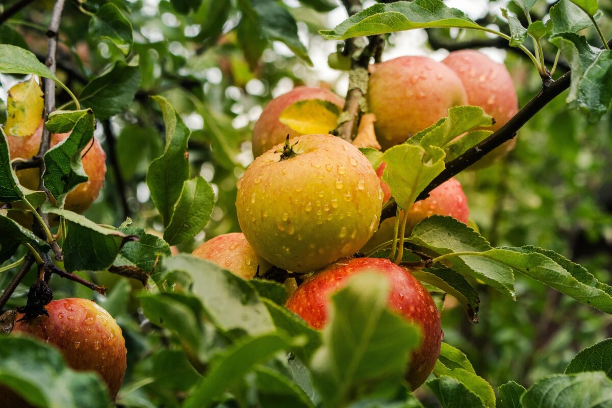 Pommes cultivées dans un verger illustrant une production fruitière de qualité