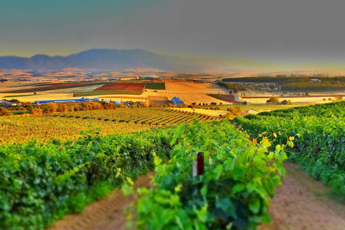 Vignoble français au cœur d’un paysage naturel préservé